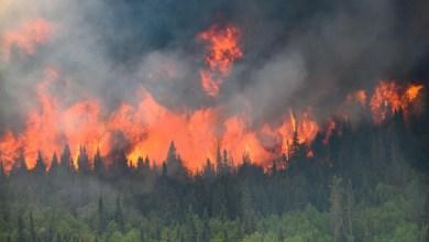 Zobacz zdjęcia i filmy przedstawiające kanadyjskie pożary lasów i ich wpływ na całą planetę