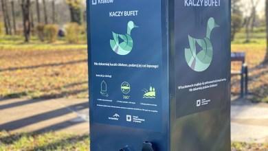 Nie dokarmiajmy ptaków resztkami.  W Krakowie utworzono kaczki z bezpłatną żywnością