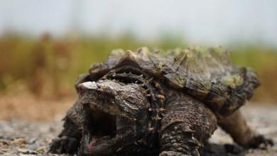 A "podobny do dinozaura" Żółw sępiasty o imieniu Fluffy znaleziony w Wielkiej Brytanii tysiące kilometrów od rodzinnego domu w USA