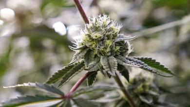 Trawa w Walgreens?: Co może oznaczać dążenie Bidena do uczynienia marihuany mniej nielegalną