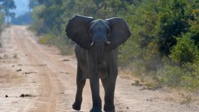 Atak słonia spowodował śmierć Amerykanki w Parku Narodowym Kafue w Zambii
