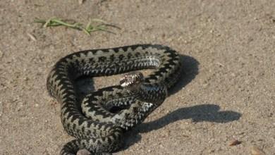 Jadowity wąż na prywatnej posesji pod Warszawą